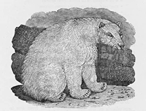 Albus Gallery: Polar Bear (Bewick)