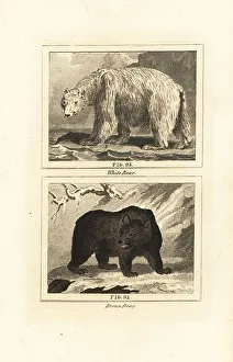 James Smith Barr Prints: Polar bear and brown bear