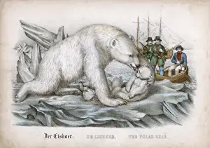 Polar Bear / Cubs / Dieren