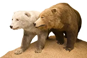 Polar bear- Grizzly bear hybrid