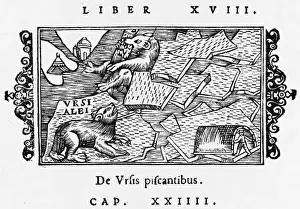1555 Prints: Polar Bear / Olaus Magnus