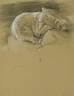 Sheppard Prints: Polar Bear resting head on a rock