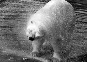 Shakes Prints: Polar Bear Shaking