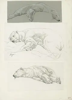 Sheppard Prints: Polar Bear Studies