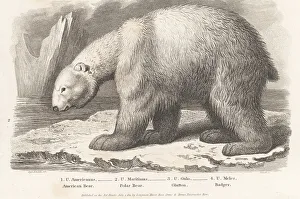 Enlightenment Prints: Polar bear, Ursus maritimus, on an ice floe
