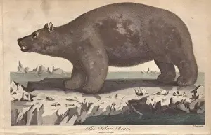 Ebenezer Prints: Polar bear, Ursus maritimus, standing on ice floe