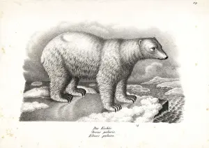 Polar bear, Ursus maritimus. Vulnerable