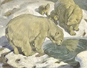 Polar Bears