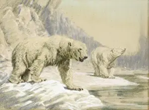Two Polar bears