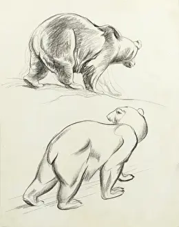 Polar bears