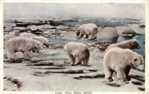 Alaska Collection: Polar Bears in Alaska, USA