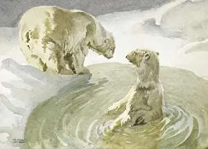 Polar Bears by (and in) an Arctic pool