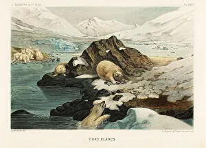 Iceberg Prints: Polar bears hunting seals in an Arctic landscape