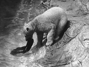 Polar Bears & Tyres
