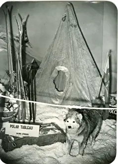 Husky Prints: Polar tableau, RSS Discovery Exhibition