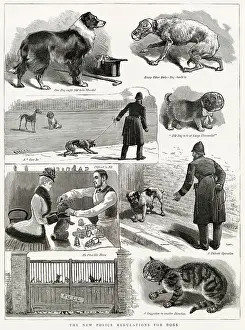 Regulations Prints: Police were enforcing the new regulations to muzzle dogs due to the rabies infection