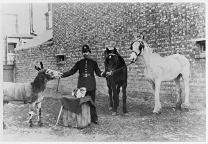 Police Officer & Animals