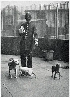Bringing Prints: Policeman Bringing Four Dogs to Battersea Dogs Home 1919