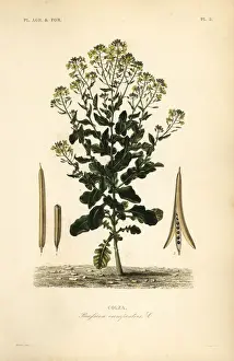 Campestris Prints: Polish canola or canola oil plant, Brassica rapa