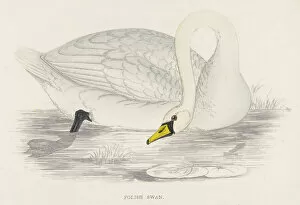 Swan Collection: Polish Swan (Morris)