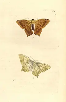 Polished Prints: Polished ourapteryx and swallow-tailed moth