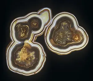 Ringed Prints: Agate