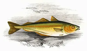 Pollock Prints: Pollachius pollachius, or Green Pollack