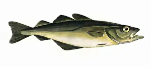 Pollock Prints: Pollachius pollachius, or Pollack