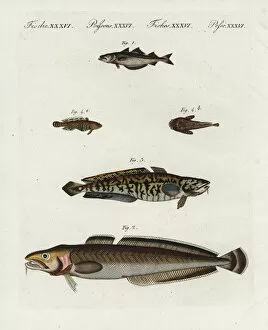 Pollack, ling, burbot and oyster toadfish