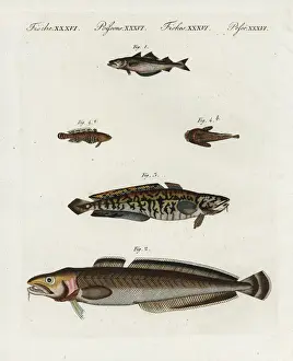 Ling Prints: Pollack, ling, burbot and oyster toadfish