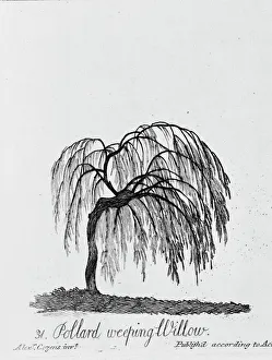 Weeping Gallery: Pollard Weeping Willow
