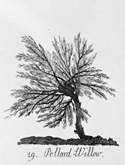 Alexander Cozens Gallery: Pollard Willow