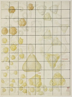 Pollen sketch by Francis Bauer
