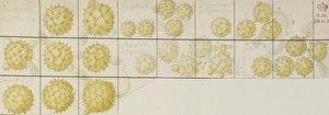 Achillea Collection: Pollen sketch by Francis Bauer