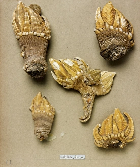 Crustacea Collection: Pollicipes mitella