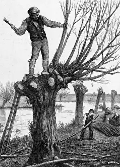 Riverbank Prints: POLLING A WILLOW 1873