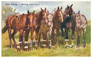 Hood Collection: Polo ponies