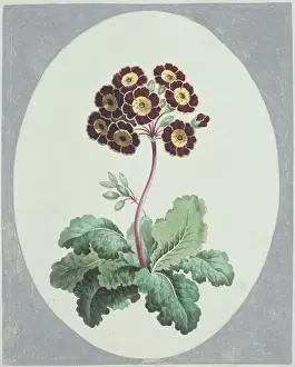Polyanthus