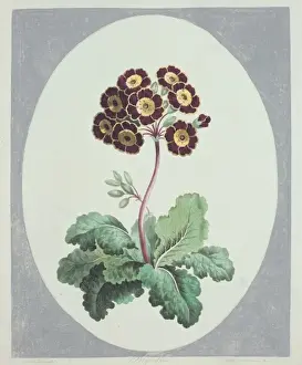 Primula Prints: Polyanthus sp. primrose