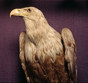 Madagascan Collection: Polyboroides radiatus, Madagascan harrier-hawk