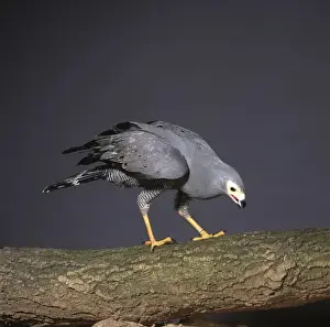 Polyboroides typus, African harrier-hawk