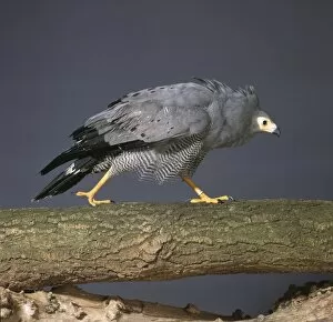 Polyboroides typus, African harrier-hawk