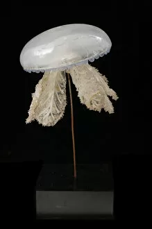 Images Dated 26th August 2005: Polyclonia frondosa, jellyfish