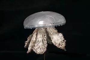 Rudolf Blaschka Collection: Polyclonia frondosa, jellyfish