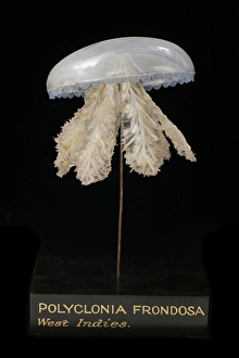 Images Dated 26th August 2005: Polyclonia frondosa, jellyfish model