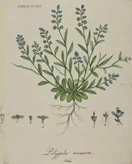Dwarf Prints: Polygala amara (rev. amarella), dwarf milkwort