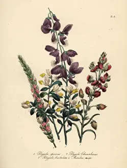 Loudon Prints: Polygala species