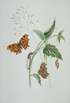 Larvae Collection: Polygonia c-album, comma
