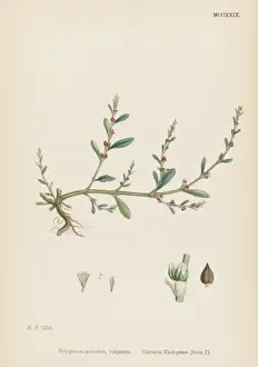 Polygonum Aviculare