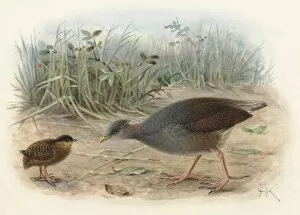 Images Dated 14th December 2011: Polynesian Megapode (young and adult)